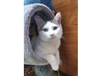 Adopt Arco (24-207) a Domestic Short Hair