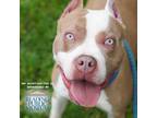 Adopt Manatee a Pit Bull Terrier