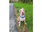 Adopt Manatee a Pit Bull Terrier