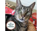 Adopt Hisser a Domestic Short Hair