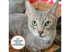 Adopt Madder Lake a Domestic Short Hair