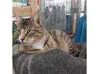 Adopt Grant a Domestic Short Hair