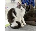 Adopt Sardius a Domestic Short Hair