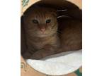 Adopt Cheddah a Domestic Short Hair