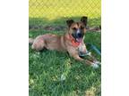 Adopt Chance a German Shepherd Dog