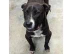 Adopt Watts a Pit Bull Terrier