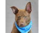 Adopt Zoomie a Pit Bull Terrier