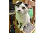 Adopt Moo a Domestic Short Hair