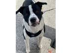 Adopt Skye a American Staffordshire Terrier