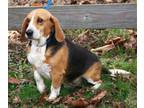 Adopt REX a Beagle