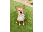 Adopt Dexter a Carolina Dog, Basenji