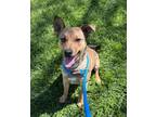 Adopt Gargaroth a Australian Cattle Dog / Blue Heeler, Mixed Breed