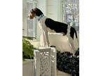 Adopt Houston a Treeing Walker Coonhound