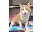 Adopt Archibald (Archie)/AC 25344 a Domestic Short Hair