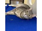 Adopt Mr. Bohannon a Domestic Short Hair