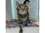 Adopt Toby a Domestic Short Hair