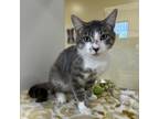 Adopt Nemesis a Domestic Short Hair