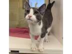 Adopt Sylvester a Domestic Short Hair