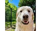 Adopt Swiss a Great Pyrenees, Mixed Breed