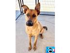 Adopt Julius a Shepherd, Black Mouth Cur