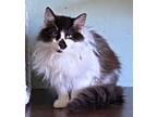 Adopt Butler a Norwegian Forest Cat