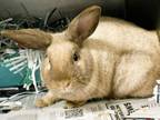 Adopt Thumper a Bunny Rabbit