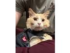 Adopt Ron Stoppable a Domestic Medium Hair, Domestic Short Hair