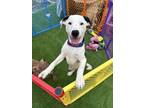 Adopt Call Me Nighthawk a Pointer, Mixed Breed