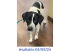 Adopt Dog Kennel #28 a English Pointer, Mixed Breed