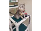 Adopt Marky a Domestic Short Hair