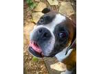 Adopt Captain Bubby a Boxer