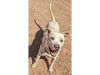 Adopt Chanel a Mixed Breed
