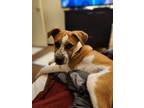 Adopt Cappuccino a Cattle Dog, Boxer