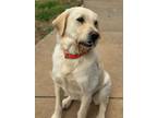 Adopt Ryder a Labradoodle