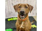 Adopt Frasier a Plott Hound