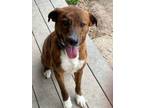 Adopt Compass a Tennessee Treeing Brindle
