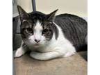 Adopt Shadow a Domestic Short Hair