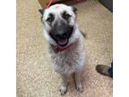 Adopt Houdini a Anatolian Shepherd, German Shepherd Dog