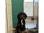 Adopt Billy Bob a Hound, Mixed Breed