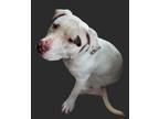 Adopt Gibson a Terrier, Pit Bull Terrier