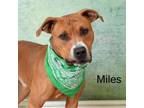 Adopt Miles a Pit Bull Terrier