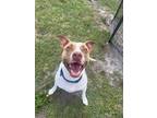 Adopt Eddie a American Staffordshire Terrier, Pit Bull Terrier