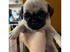 Pug Puppy for sale in Statesville, NC, USA