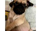 Pug Puppy for sale in Statesville, NC, USA