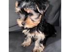 Yorkshire Terrier Puppy for sale in Duncan, AZ, USA