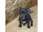 Mutt Puppy for sale in Cicero, IL, USA