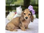 Dachshund Puppy for sale in Tampa, FL, USA