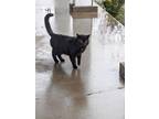 Adopt Tovee a Domestic Short Hair