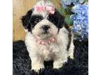 Shih Tzu Puppy for sale in Duncan, OK, USA