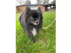 Adopt Ricky a Pomeranian